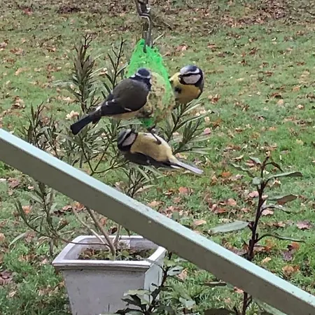 Les Dames Noires モントーバン