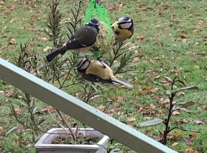 Les Dames Noires モントーバン